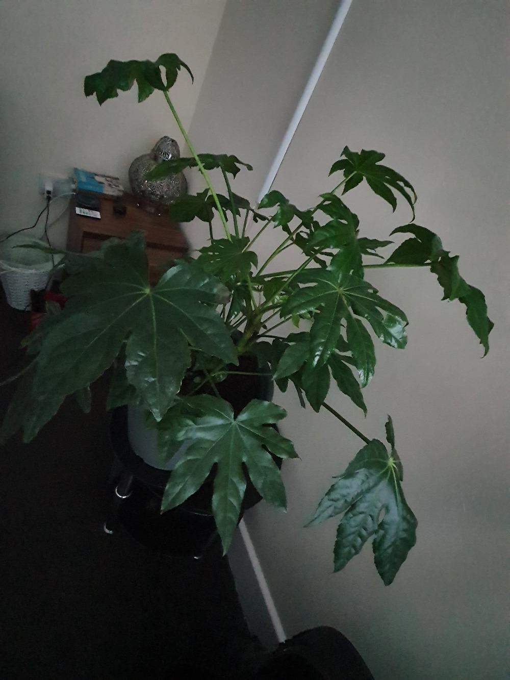 Fatsia japonica drooping in the Houseplants forum