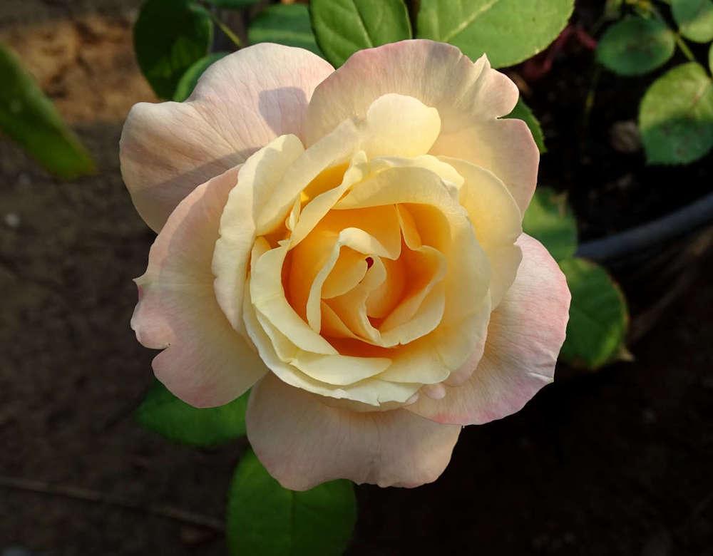 Rose (Rosa 'Apricot Queen Elizabeth') in the Roses Database