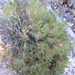 Location: Bulldog Canyon, Washington County, Utah, United States
Date: 2016-11-25
Tentative ID.