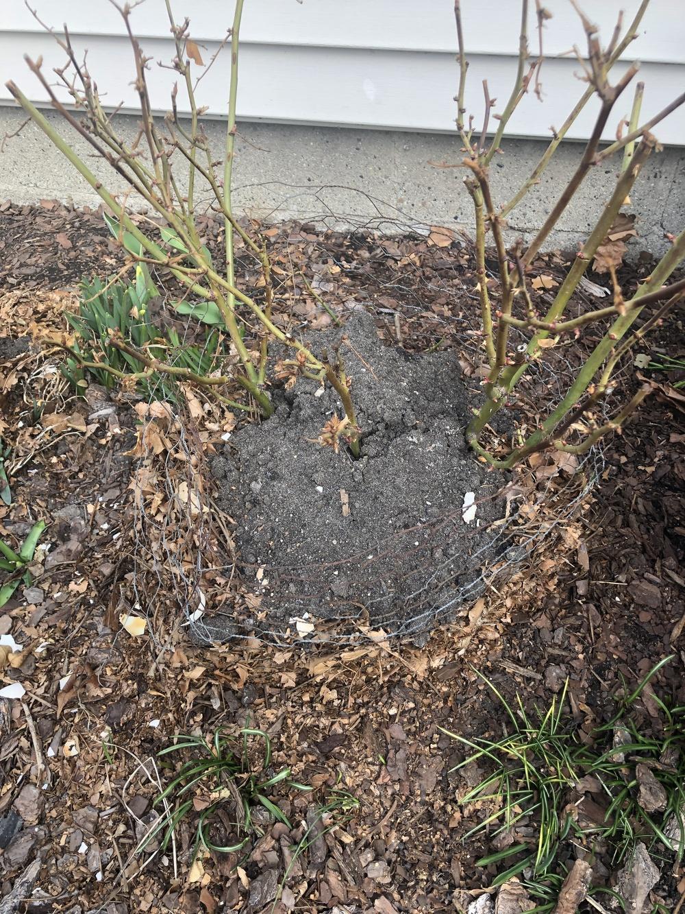 Mulch in the Roses forum