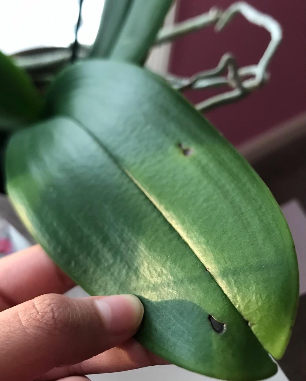 Orchid; brown spots & petal holes in the Orchids forum