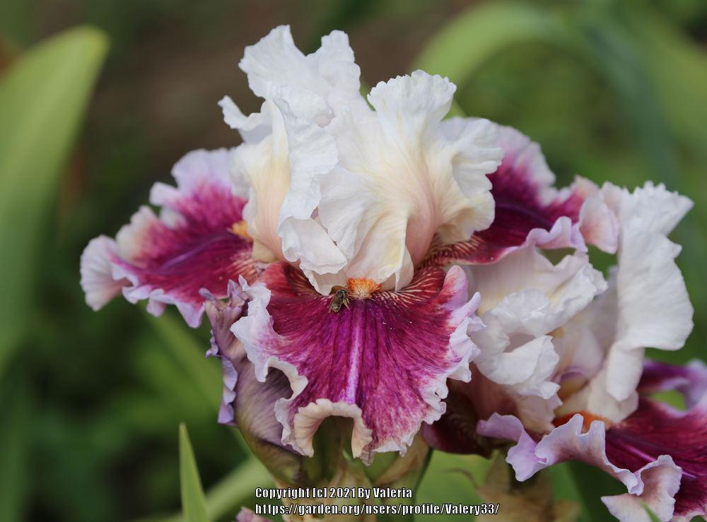 Photo of the bloom of Tall Bearded Iris (Iris 'Strawberry Freeze