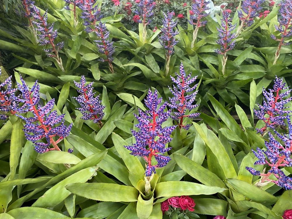 Dwarf Blue Tango Bromeliad (Aechmea ‘Del Mar’) - Garden.org