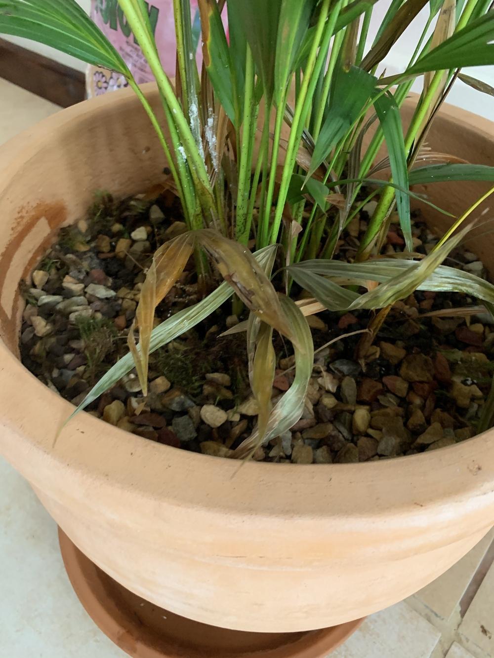 What's wrong with my Bamboo palm in the Ask a Question forum