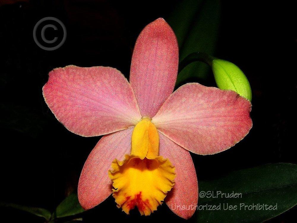 Orchid (Cattleya Crystelle Smith &lsquo;Gold Throat&rsquo;) - Garden.org