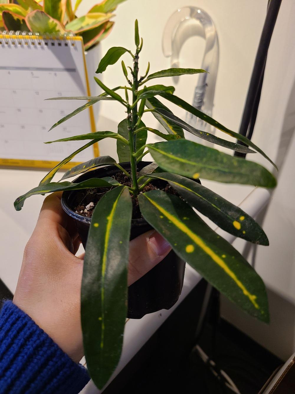 Croton leaves wilting....please HELP!! in the Houseplants forum