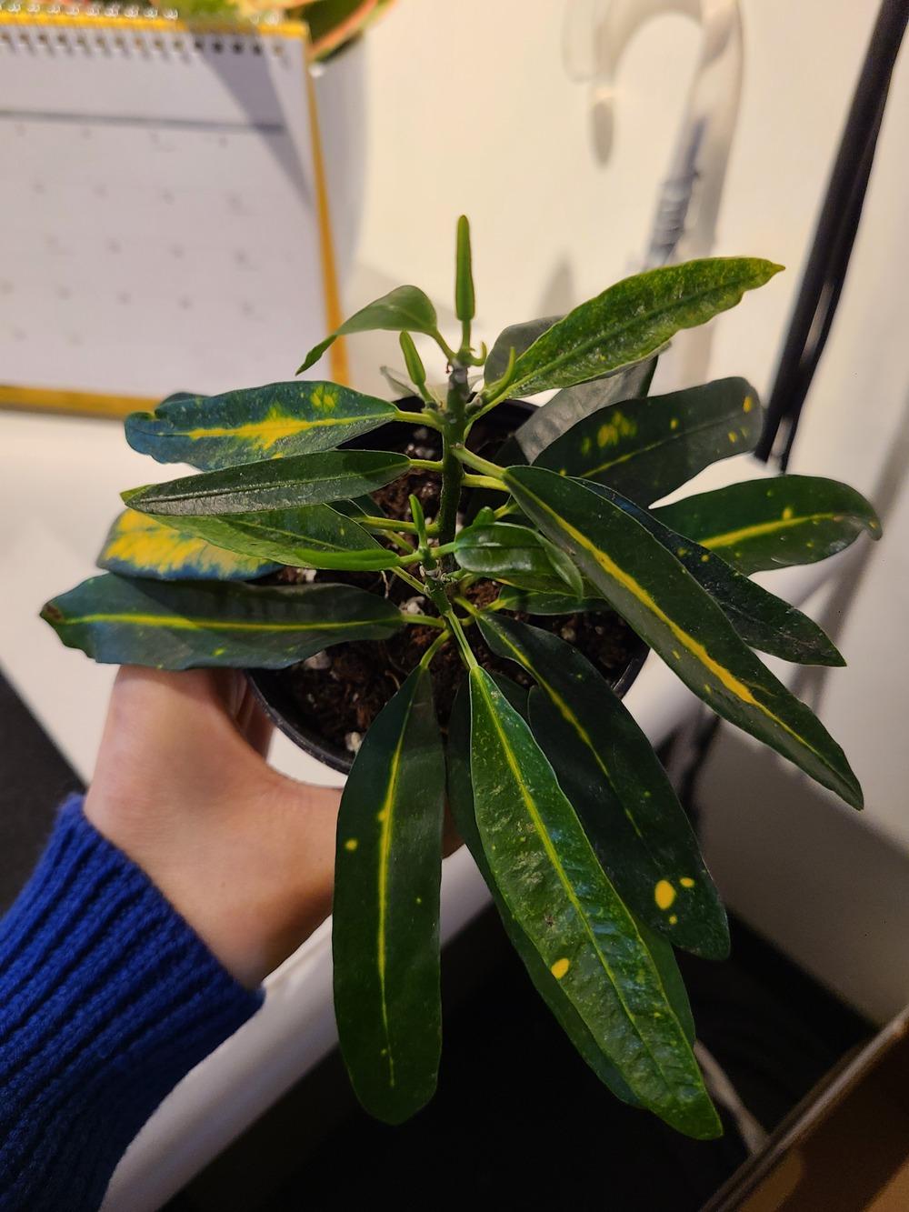 Croton leaves wilting....please HELP!! in the Houseplants forum