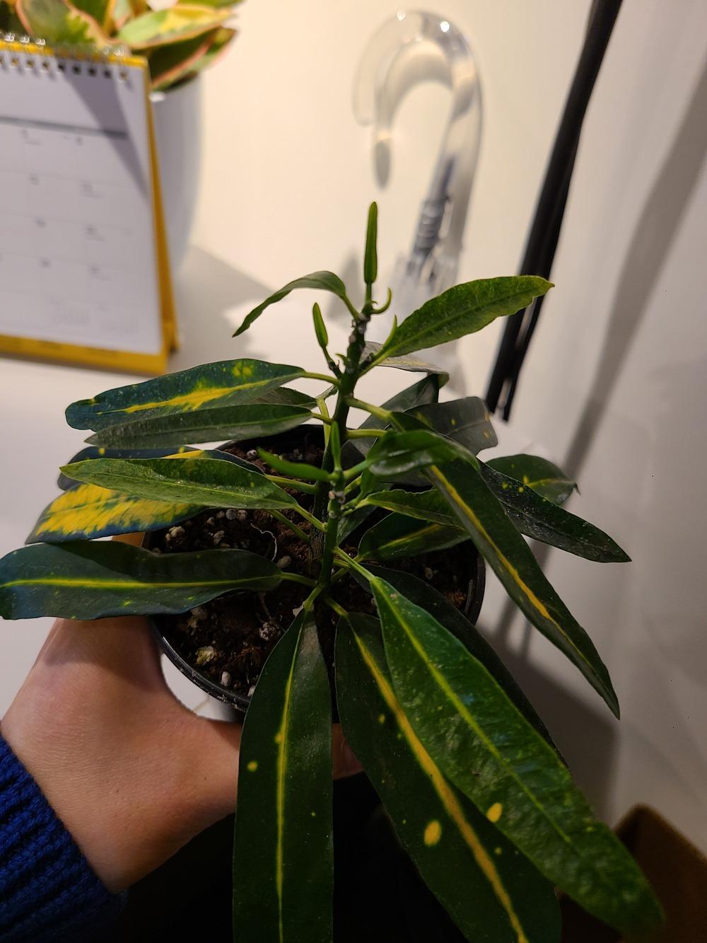 Croton leaves wilting....please HELP!! in the Houseplants forum