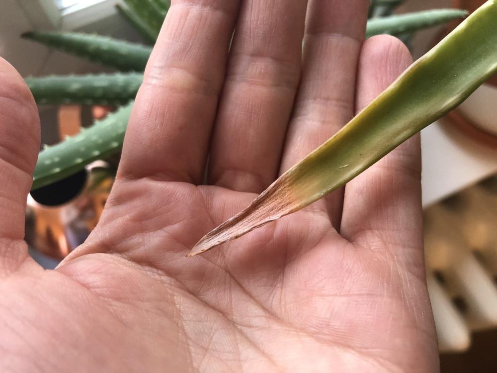 Aloe Vera brown leaf tips in the Houseplants forum