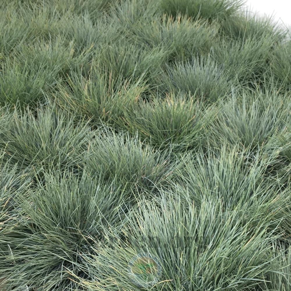 Blue Fescue (Festuca glauca 'Beyond Blue')