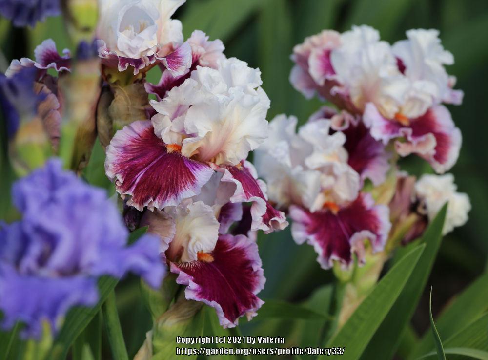 Photo of the bloom of Tall Bearded Iris (Iris 'Strawberry Freeze
