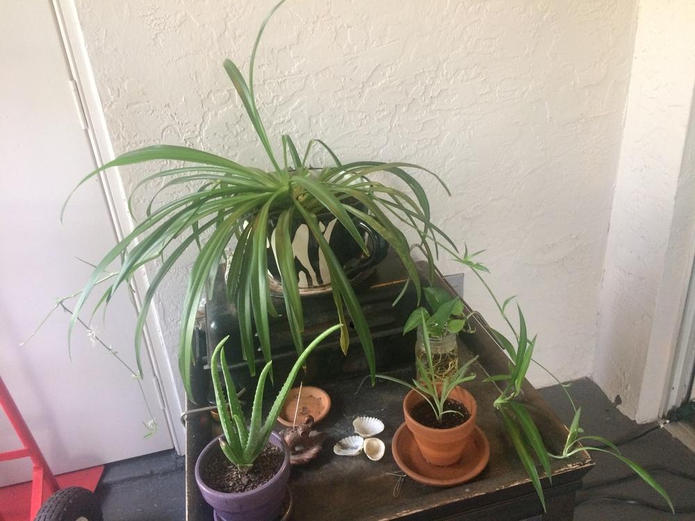 spider plant stalk falling over in the Houseplants forum