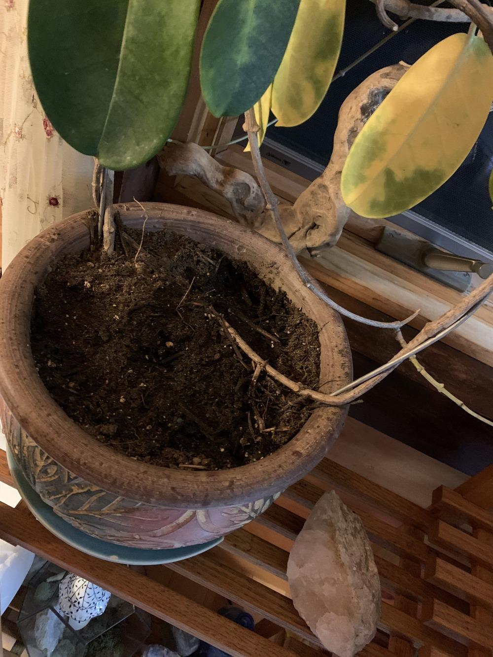 Indoor jasmine plant turning yellow? in the Ask a Question forum