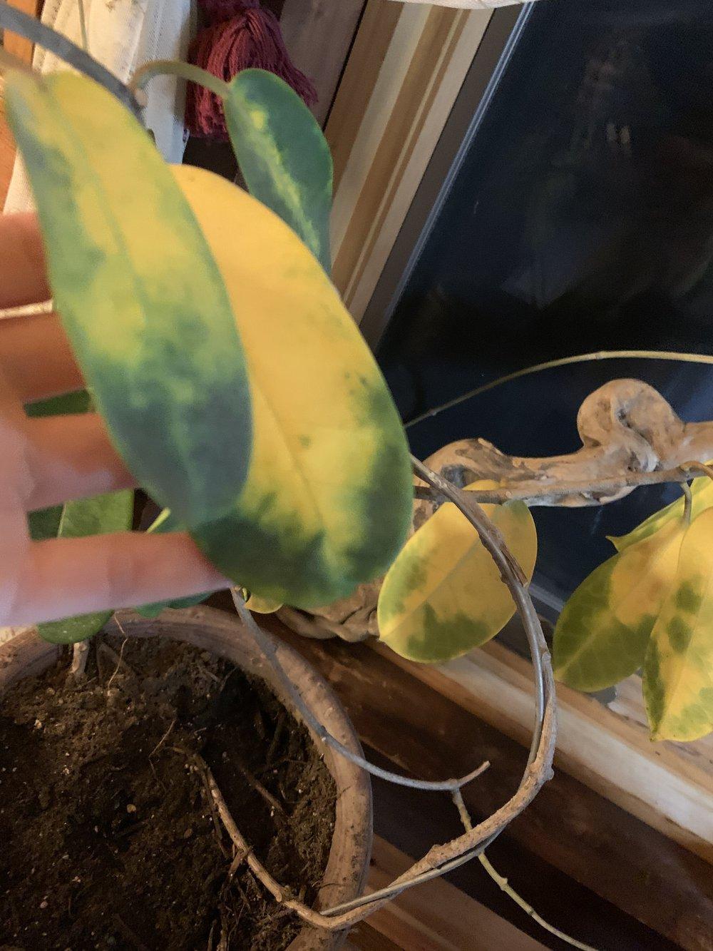 HELP! Indoor jasmine plant turning yellow and dying! in the Houseplants