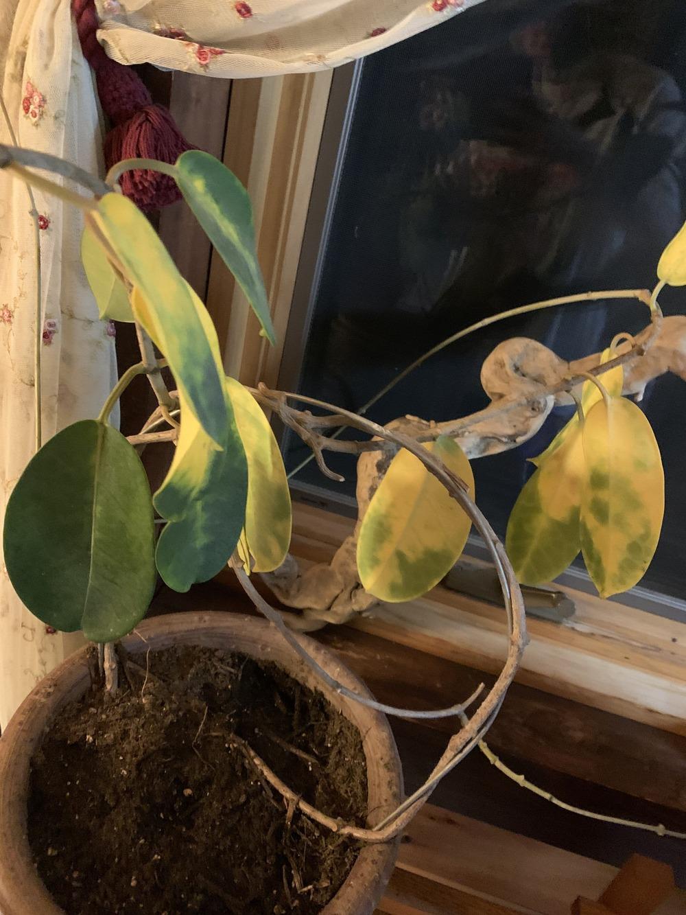 Indoor jasmine plant turning yellow? in the Ask a Question forum