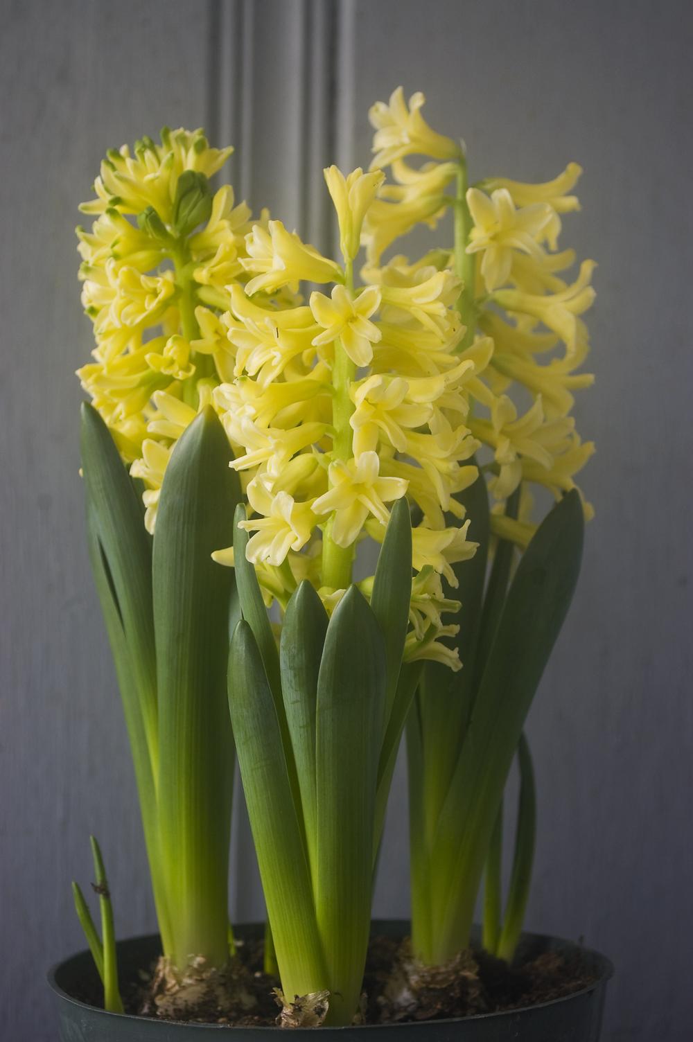 Hyacinth (Hyacinthus orientalis 'Yellowstone') in the Hyacinths