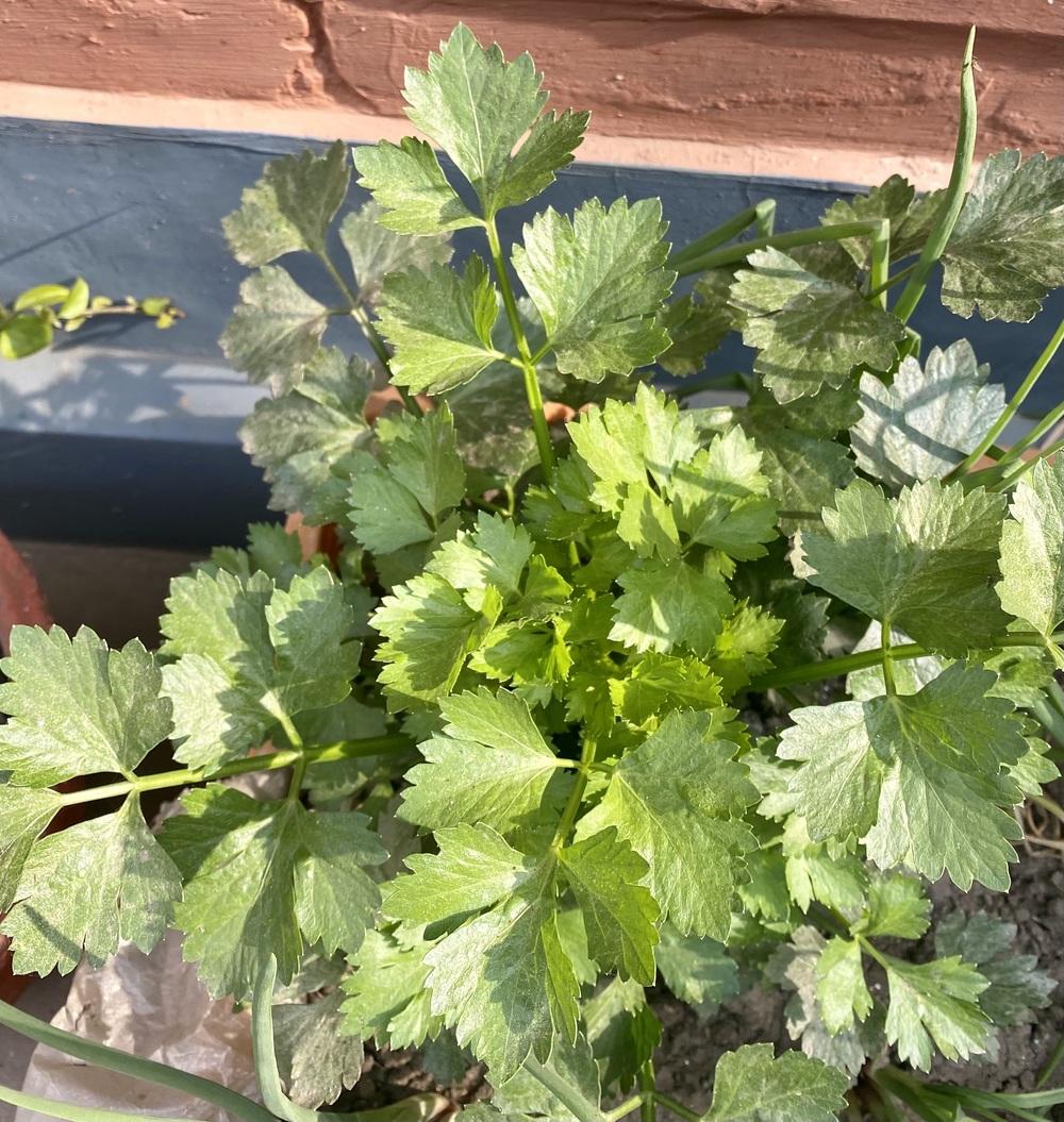 Chinese Celery or Flat Leaf Parsley in the Plant ID forum