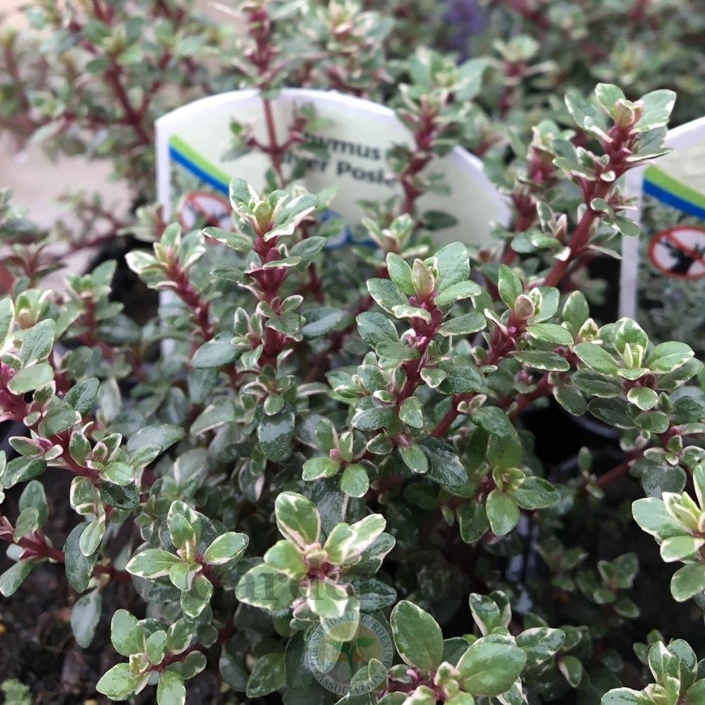 English Thyme (Thymus vulgaris 'Silver Posie') in the Thymes Database
