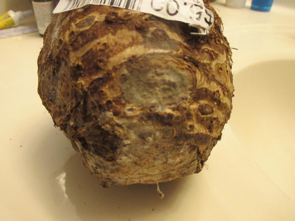 Mold on elephant ear bulb. in the Ask a Question forum