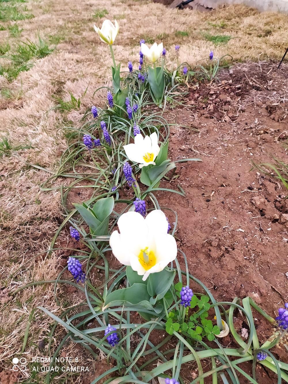 Viewing a Plant Combination by Dewberry