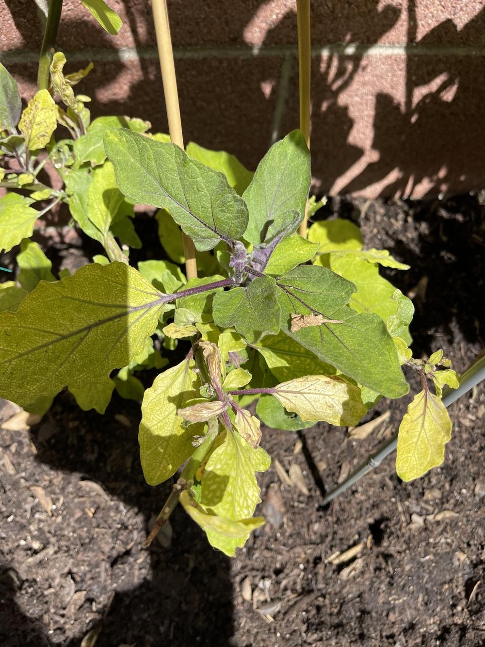 Yellowing eggplant leaves in the Ask a Question forum