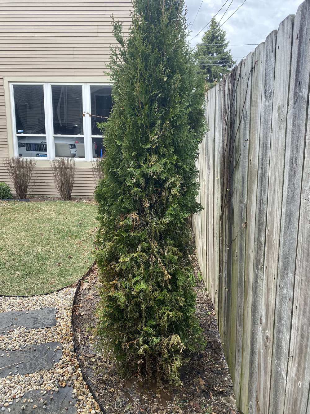 Emerald green arborvitae DYING ( in the Ask a Question forum
