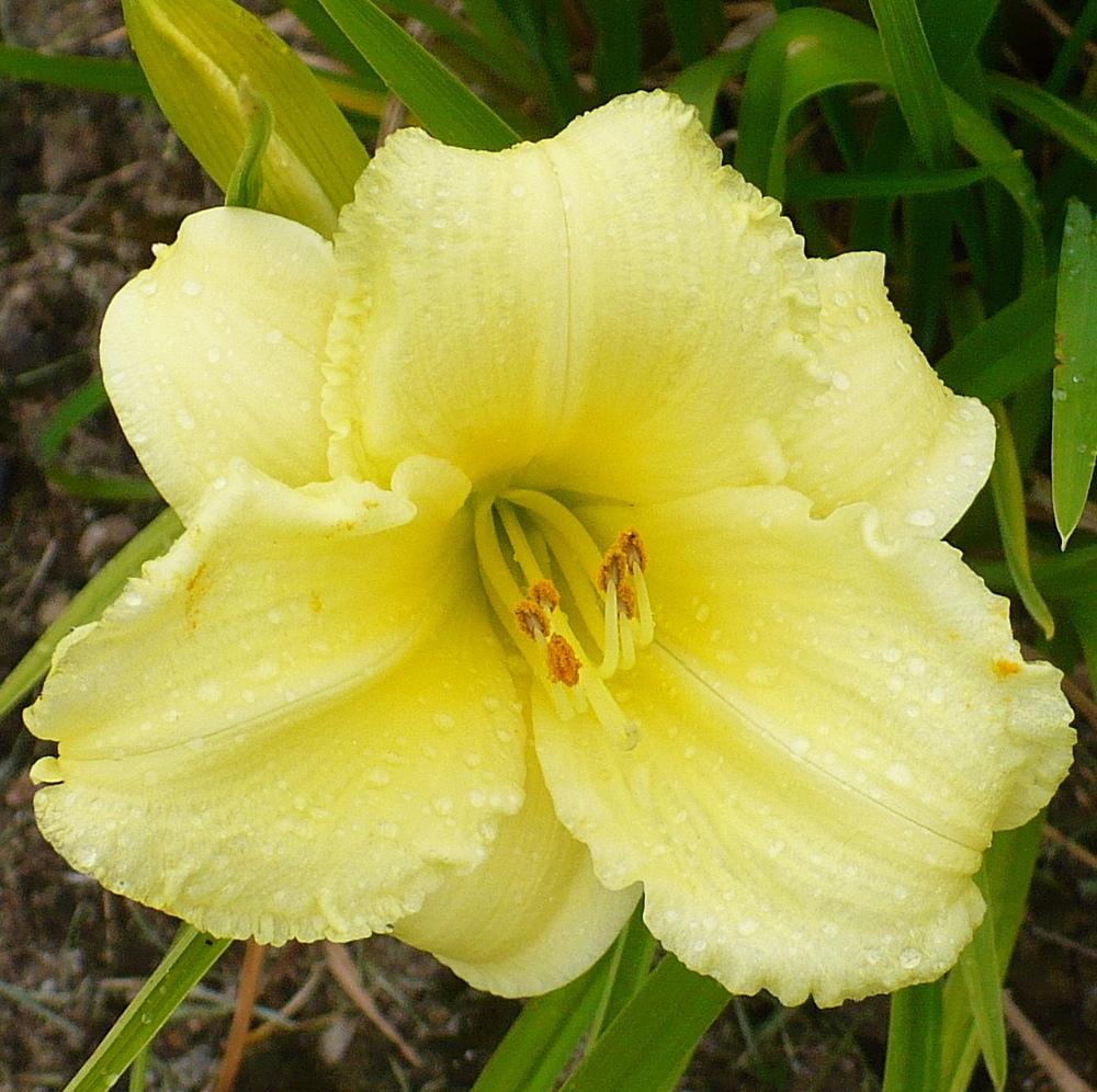 Daylily (Hemerocallis 'Stella Supreme') in the Daylilies Database