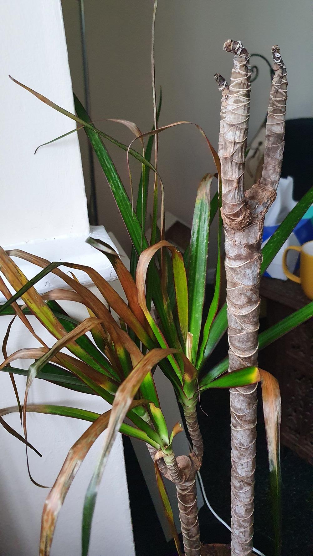 I need help with my dragon plant! in the Ask a Question forum