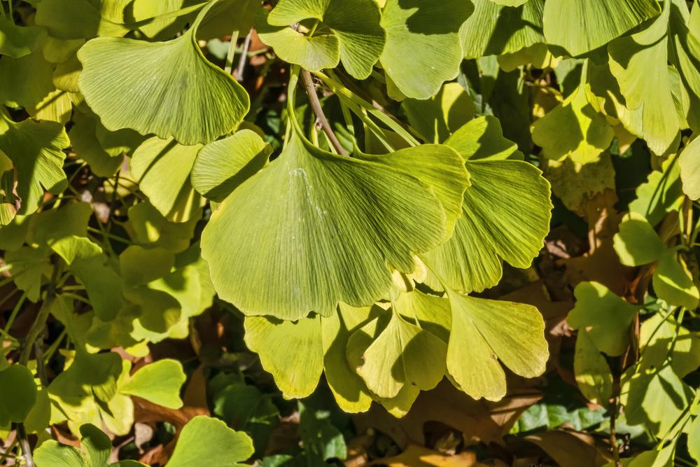 Maidenhair Tree (Ginkgo biloba 'Jade Butterflies')