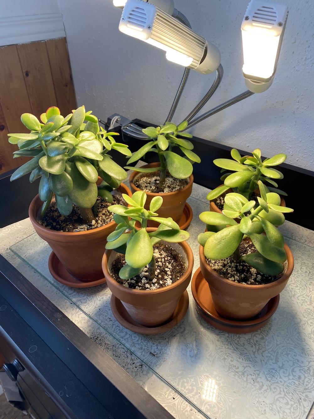 Bringing jade plants outside in the Cactus and Succulents forum