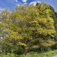 Acer Platanoides 'Schwedleri' - Pépinière Inc