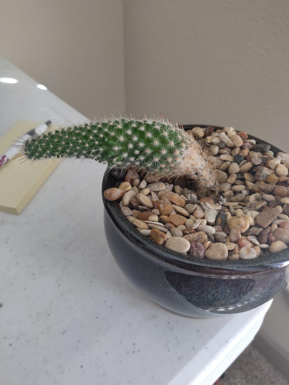 Cactus Fungus? in the Cactus and Succulents forum