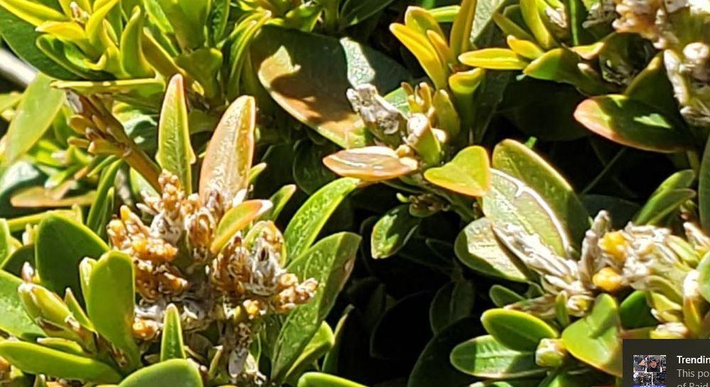 Boxwoods pests/diseases in the Pests and Diseases forum - Garden.org