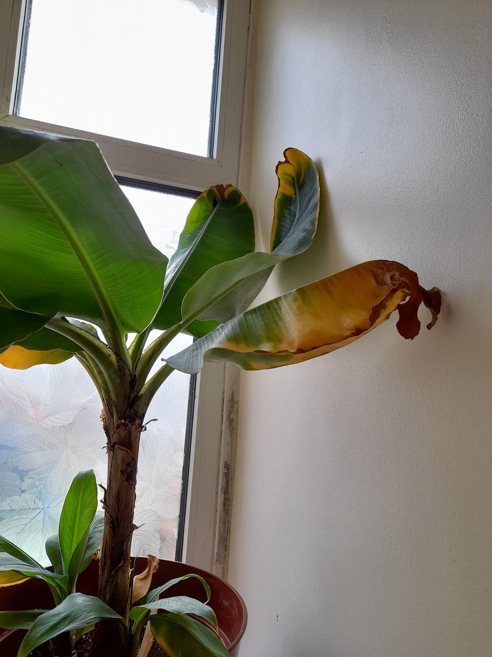 Banana plant dying please help!!! in the Ask a Question forum