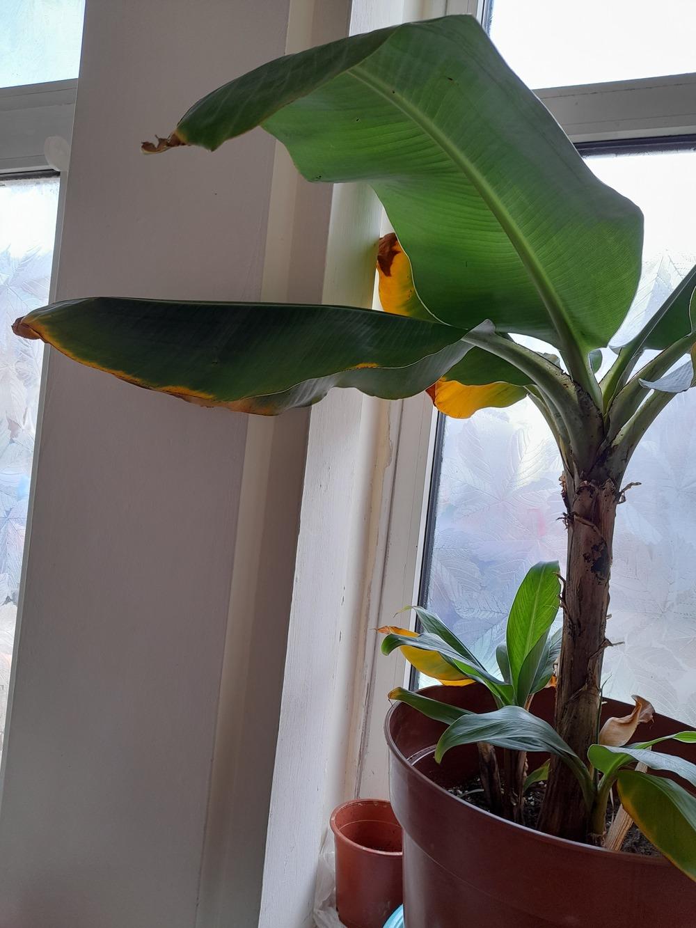 Banana plant dying please help!!! in the Ask a Question forum