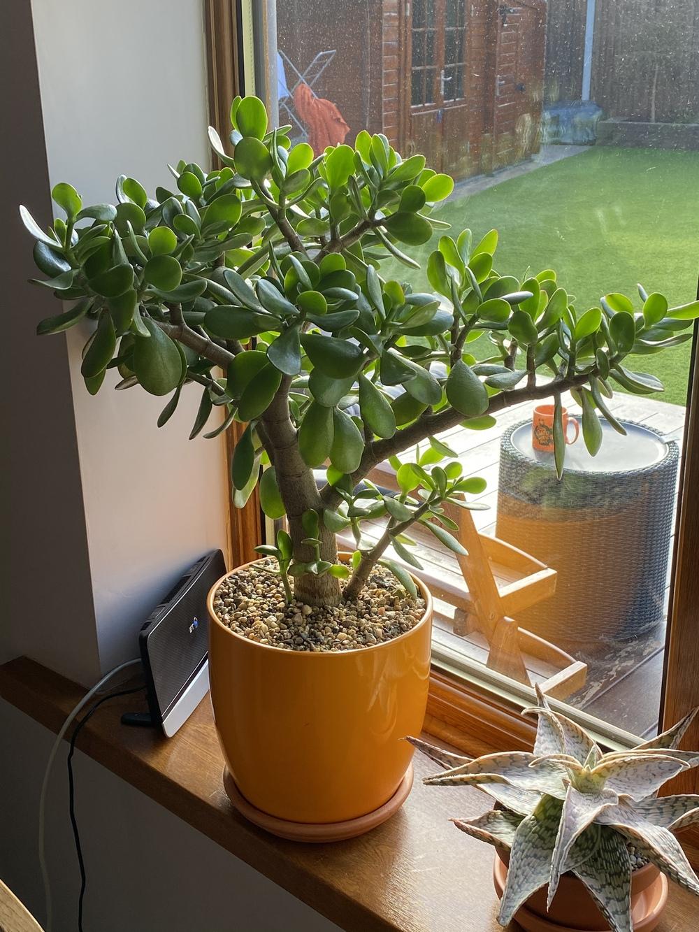 Bringing jade plants outside in the Cactus and Succulents forum