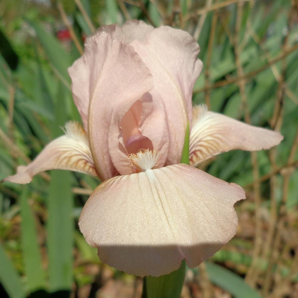 Miniature Tall Bearded Iris (Iris 'Florence French') in the Irises
