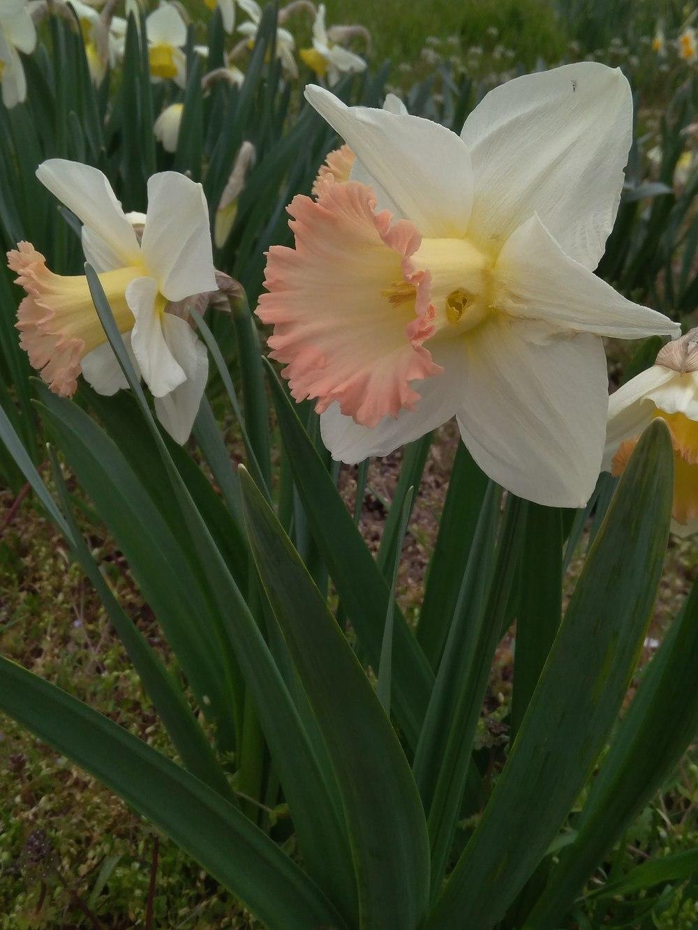 Photo of the bloom of Trumpet Daffodil (Narcissus 'British Gamble