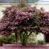 An old Sasanqua that blooms for most of December and January here