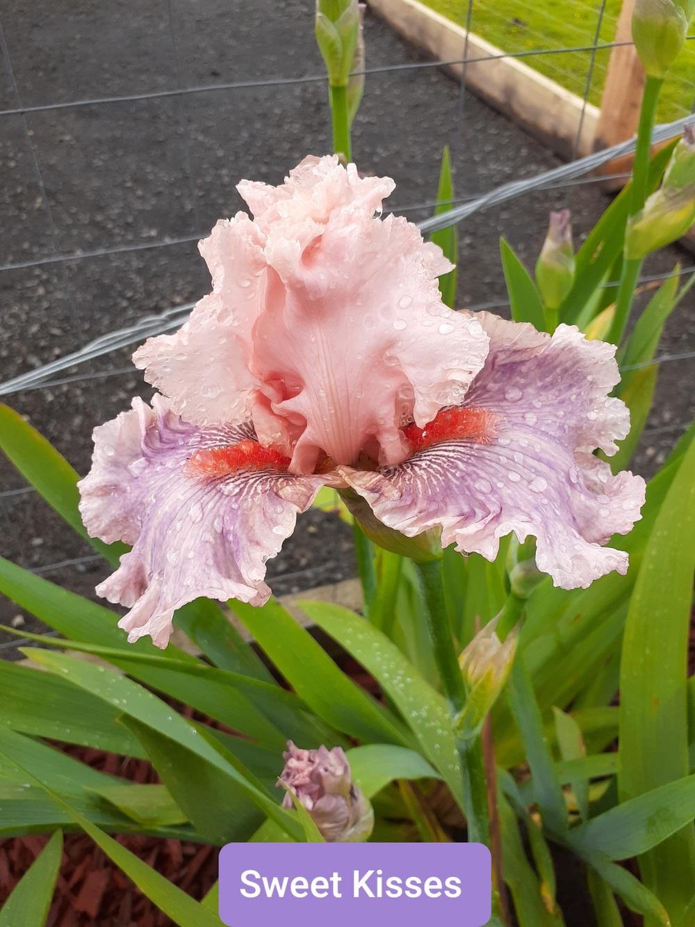 Photo of the bloom of Tall Bearded Iris (Iris 'Sweet Kisses') posted by