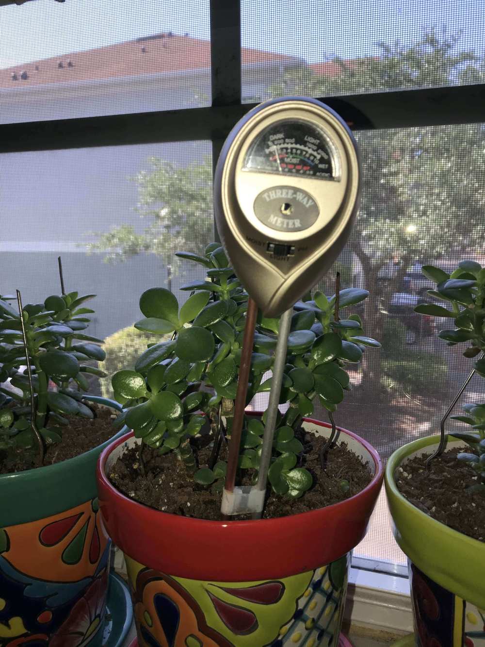 Moisture Meter Test on Mark's Jade Plants in the Ask a Question forum