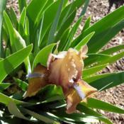 Location: Chino Valley ArizonaDate: 04/06/2021