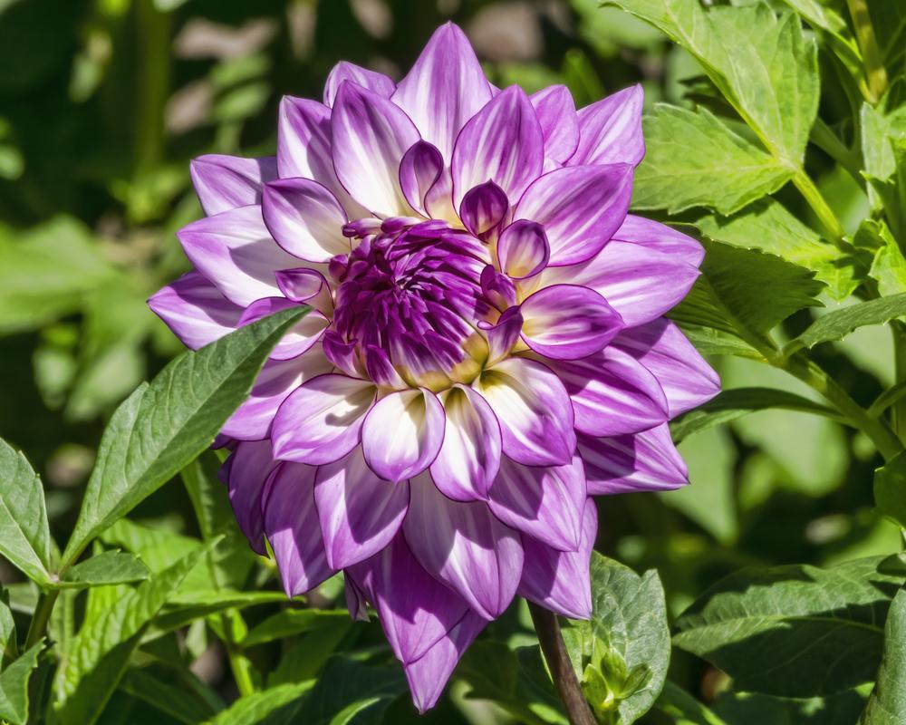 Dahlia 'Lake Michigan' in the Dahlias Database