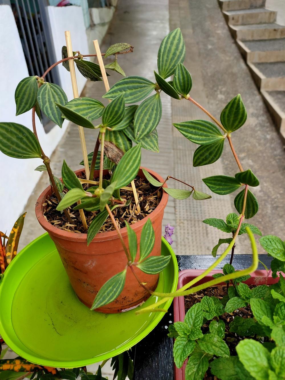 Parallel Peperomia (Peperomia tetragona) - Garden.org