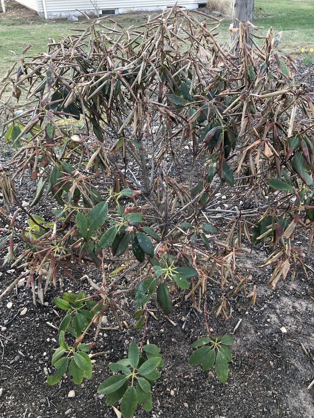 Rhododendrons... dead or alive? in the Ask a Question forum
