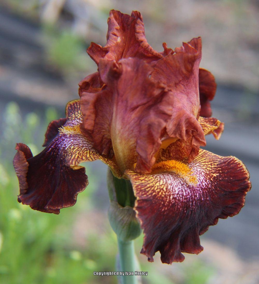 Border Bearded Iris (Iris 'Oasis Root Beer') in the Irises Database