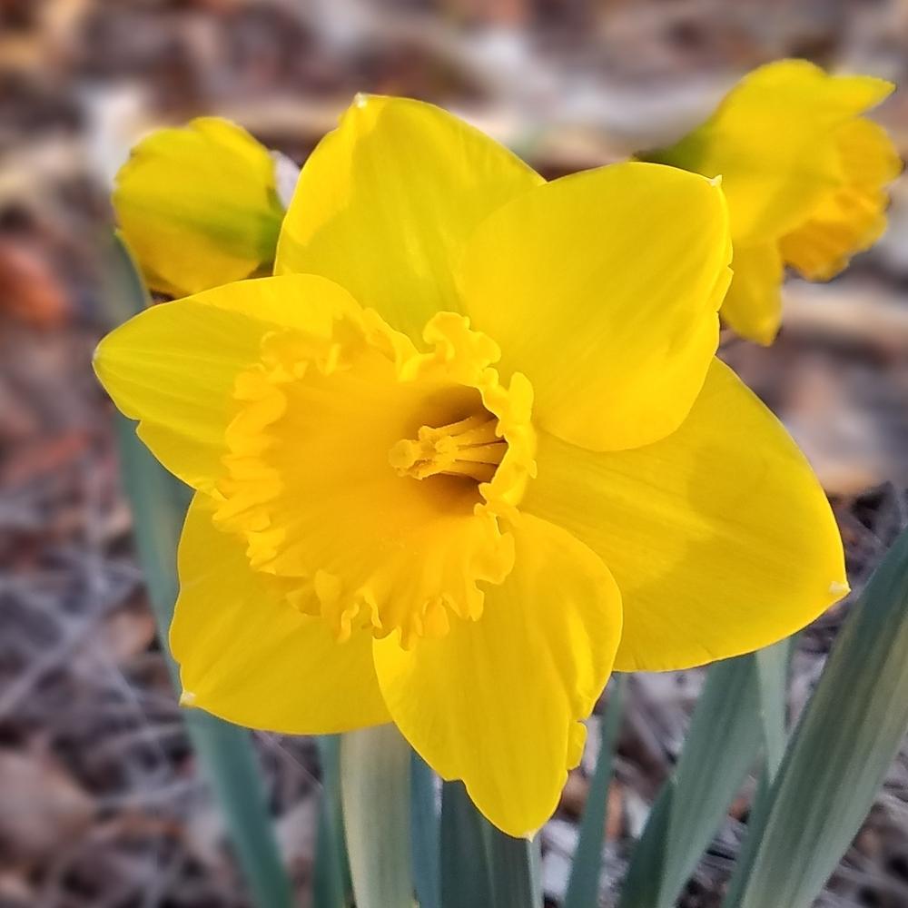 Photo of the bloom of Trumpet Daffodil (Narcissus 'Primeur') posted by