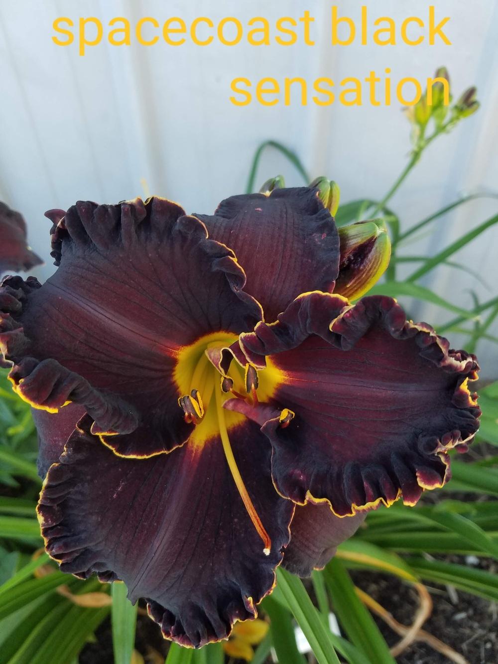 Daylily (Hemerocallis 'Spacecoast Black Sensation') in the Daylilies Database