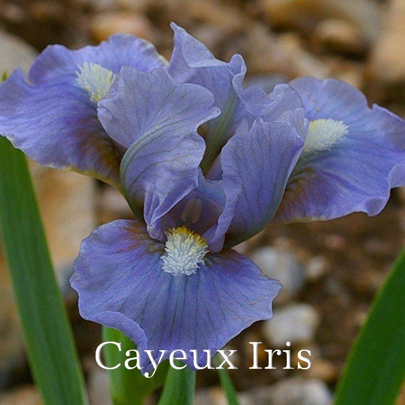 Miniature Dwarf Bearded Iris (Iris 'Fib') in the Irises Database ...