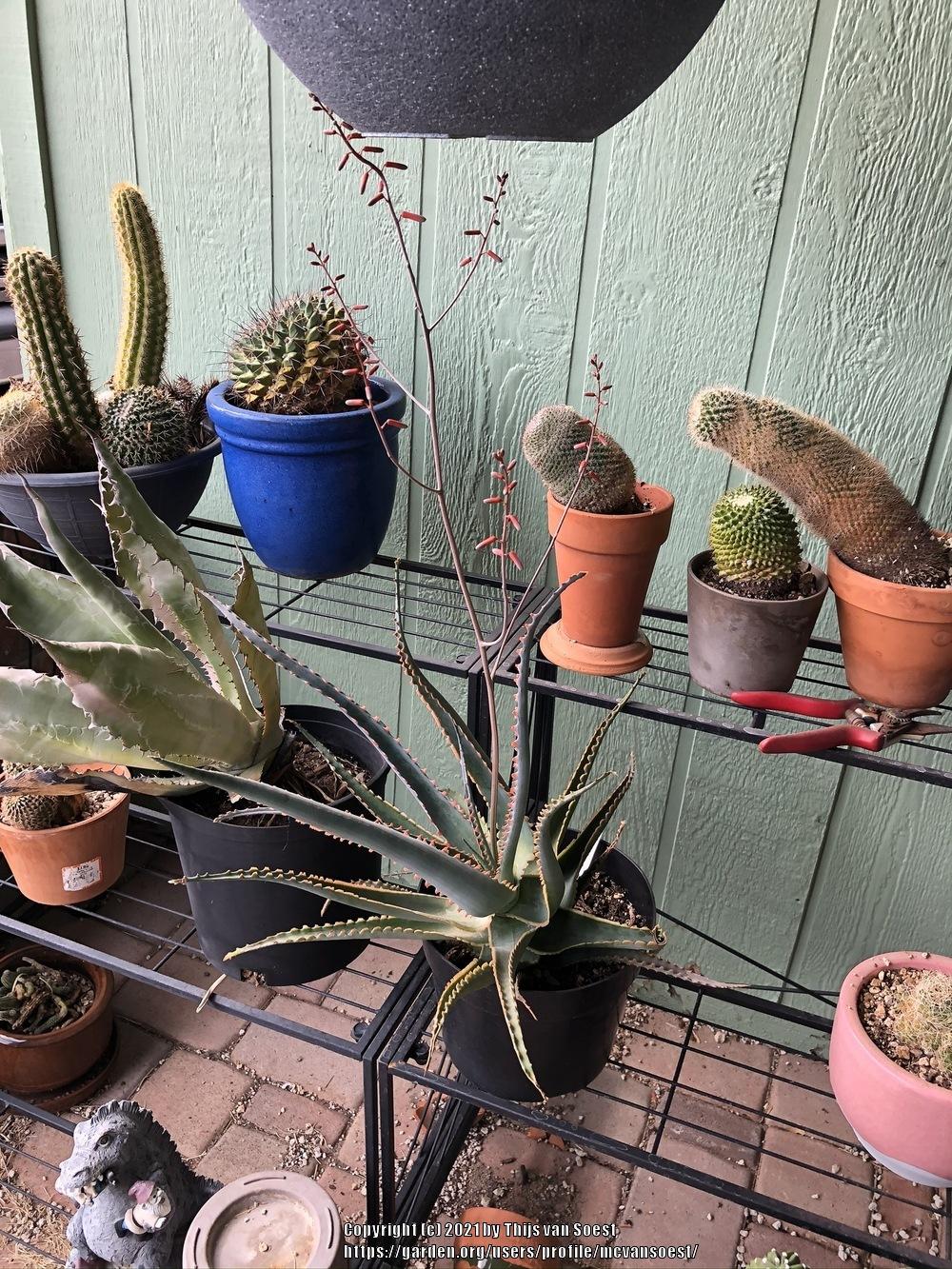 Photo of the bloom of Aloe 'Swordfish' posted by mcvansoest